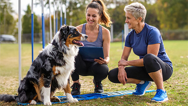 Hundetrainer/in – Vorbereitung auf den Erwerb der Erlaubnis nach § 11 Abs. 1 Nr. 8 f TierSchG